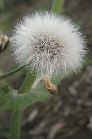 Sonchus oleraceus \ Kohl-Gnsedistel, D Dossenheim 28.9.2006