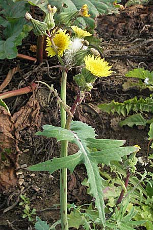 Sonchus oleraceus \ Kohl-Gnsedistel / Smooth Sow-Thistle, D Dossenheim 28.9.2006