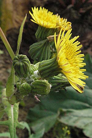 Sonchus oleraceus \ Kohl-Gnsedistel / Smooth Sow-Thistle, D Dossenheim 28.9.2006