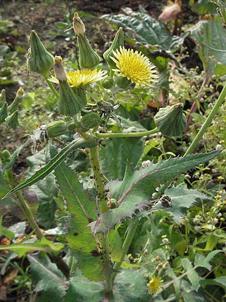 Sonchus oleraceus \ Kohl-Gnsedistel, D Dossenheim 28.9.2006