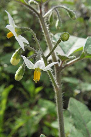 Solanum nigrum subsp. schultesii / Schultes's Nightshade, D Weinheim an der Bergstraße 21.10.2006