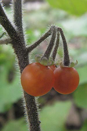 Solanum villosum \ Gelbfrchtiger Nachtschatten, D Heidelberg 22.10.2006