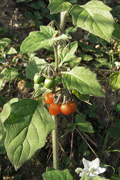 Solanum villosum \ Gelbfrchtiger Nachtschatten / Wooly Nightshade, D Heidelberg 22.10.2006