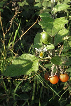 Solanum villosum \ Gelbfrchtiger Nachtschatten, D Heidelberg 22.10.2006