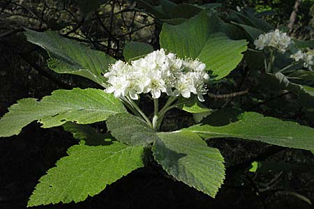 Sorbus aria / Whitebeam, D Karlstadt 30.4.2007