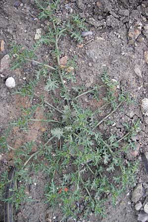 Solanum triflorum \ Dreibltiger Nachtschatten, D Mannheim 18.6.2009