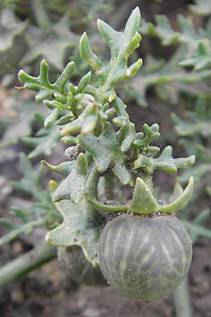 Solanum triflorum, Dreiblütiger Nachtschatten