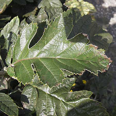 Sorbus x pinnatifida \ Bastard-Eberesche / Hybrid Whitebeam, D Karlsruhe 29.8.2009