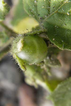 Solanum sarachoides \ Saracha-Nachtschatten, D Mannheim 6.9.2009