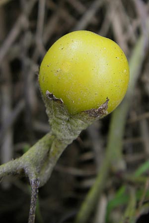 Solanum carolinense \ Carolina-Nachtschatten / Carolina Horsenettle, D Mannheim 25.10.2009