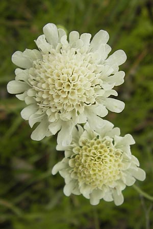 Scabiosa ochroleuca \ Gelbe Skabiose / Yellow Scabious, D Heidelberg 30.7.2012