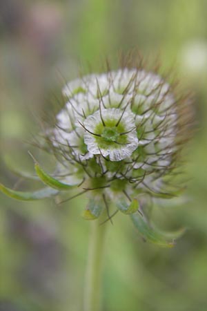 Scabiosa ochroleuca \ Gelbe Skabiose / Yellow Scabious, D Heidelberg 30.7.2012