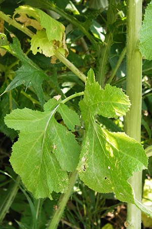 Brassica nigra \ Schwarzer Senf, D Hanau 13.7.2013