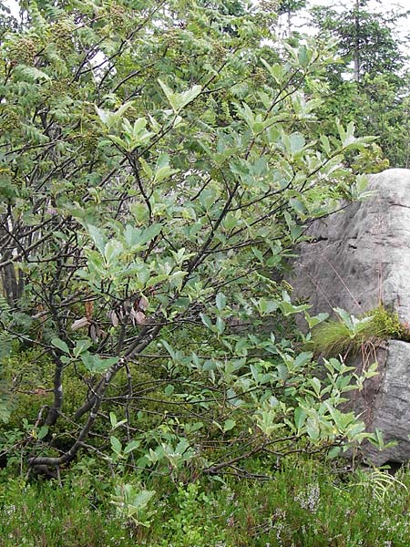 Sorbus mougeotii \ Berg-Mehlbeere / Edible Mountain-Ash, D Schwarzwald/Black-Forest, Hornisgrinde 31.7.2013