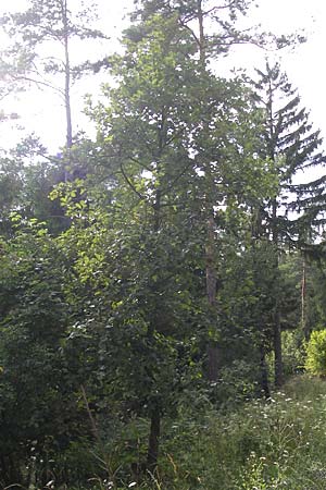 Sorbus graeca ? \ Griechische Mehlbeere / Balkan Whitebeam, D Thüringen, Arnstadt 7.8.2013