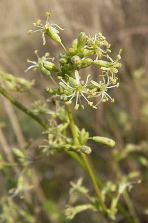 Silene otites \ Ohrlffel-Leimkraut / Spanish Catchfly, D Mannheim 21.9.2013