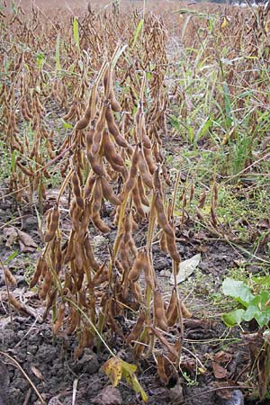 Glycine max \ Soja-Bohne / Soy Bean, D Philippsburg 28.9.2013