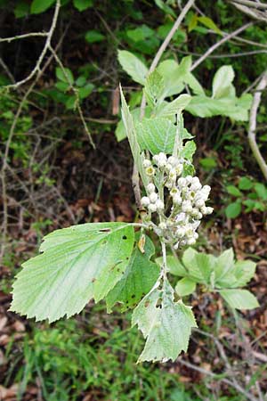 Sorbus moenofranconica \ Mainfrnkische Mehlbeere / Main-Franconian Whitebeam, D Marktheidenfeld 2.5.2014