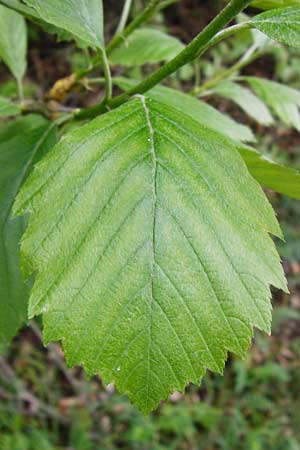 Sorbus moenofranconica \ Mainfrnkische Mehlbeere / Main-Franconian Whitebeam, D Marktheidenfeld 2.5.2014