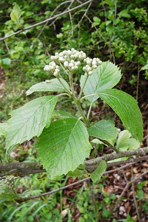 Sorbus moenofranconica \ Mainfrnkische Mehlbeere, D Marktheidenfeld 2.5.2014