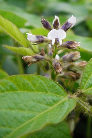 Glycine max \ Soja-Bohne / Soy Bean, D Philippsburg 12.7.2014