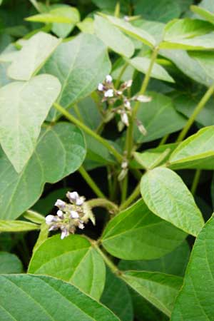 Glycine max / Soy Bean, D Philippsburg 12.7.2014