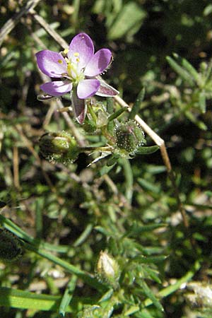 Spergularia rubra / Sea Spurrey, D Waghäusel 9.9.2006