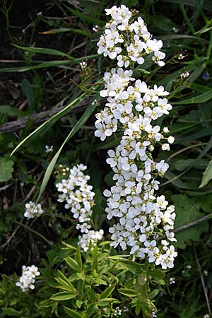 Spiraea thunbergii / Thunberg's Meadowsweet, Baby's Breath Spirea, D Reilingen 12.4.2008