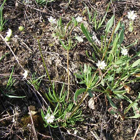 Spergula pentandra \ Fnfmnniger Sprgel / Five-Stamen Spurrey, D Rheinhessen, Wonsheim 26.4.2008