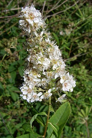 Spiraea alba \ Weier Spierstrauch, D Schwarzwald, Calmbach 5.7.2008