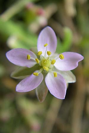 Spergularia media \ Flgelsamige Schuppenmiere / Greater Sea Spurrey, D Buggingen 12.7.2008