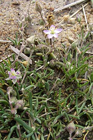 Spergularia media \ Flgelsamige Schuppenmiere / Greater Sea Spurrey, D Buggingen 12.7.2008