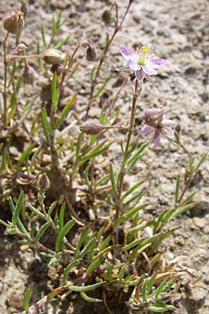 Spergularia media \ Flgelsamige Schuppenmiere / Greater Sea Spurrey, D Buggingen 12.7.2008