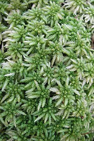 Sphagnum palustre / Prairie Sphagnum, D Odenwald, Erbach 19.8.2009