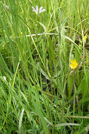 Stellaria palustris \ Sumpf-Sternmiere / Marsh Stitchwort, D Eppertshausen 12.6.2010