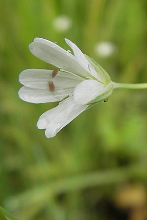 Stellaria palustris / Marsh Stitchwort, D Eppertshausen 12.6.2010