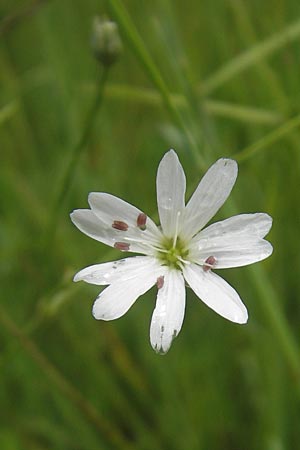 Stellaria palustris / Marsh Stitchwort, D Eppertshausen 12.6.2010