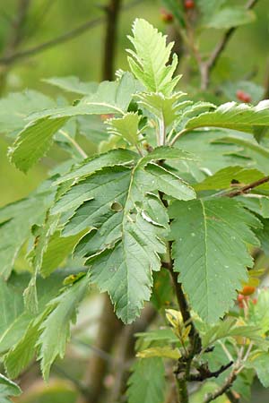 Sorbus pulchra \ Schne Mehlbeere / Goessweinstein Whitebeam, D Franken/Franconia Gößweinstein 6.8.2011