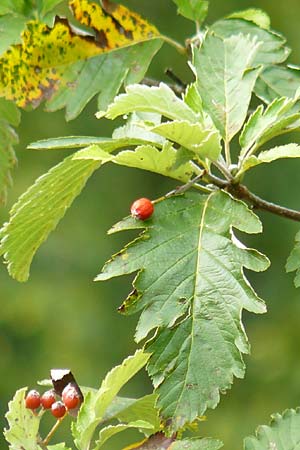 Sorbus pulchra \ Schne Mehlbeere, D Franken Gößweinstein 6.8.2011