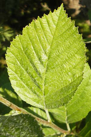 Sorbus dubronensis \ Tauber-Mehlbeere, D Königheim 30.5.2011