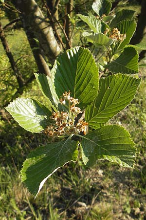 Sorbus dubronensis \ Tauber-Mehlbeere / Tauber Whitebeam, D Königheim 30.5.2011