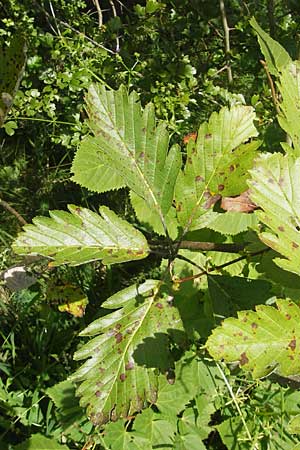 Sorbus pseudothuringiaca \ Hersbrucker Mehlbeere / Hersbruck Whitebeam, D Franken/Franconia Arzlohe 6.8.2011