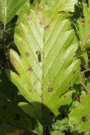 Sorbus pseudothuringiaca \ Hersbrucker Mehlbeere / Hersbruck Whitebeam, D Franken/Franconia Arzlohe 6.8.2011