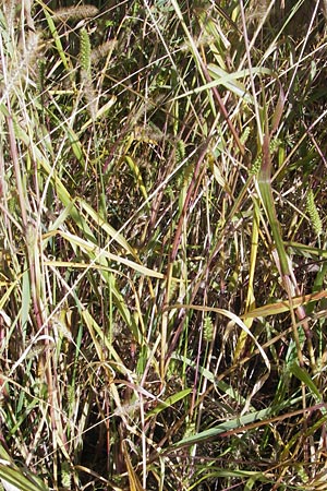 Setaria pumila \ Rote Borstenhirse, Fuchsrote Borstenhirse, D Kehl 15.10.2011