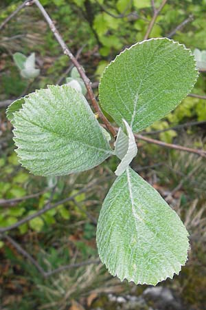 Sorbus collina \ Hgel-Mehlbeere, D Franken Weismain 7.5.2012