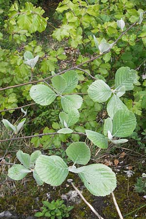 Sorbus collina \ Hgel-Mehlbeere, D Franken Weismain 7.5.2012