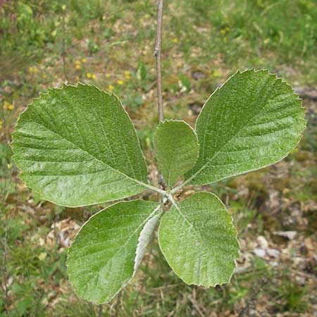 Sorbus collina \ Hgel-Mehlbeere, D Franken Weismain 18.5.2012