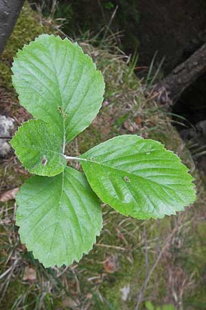 Sorbus collina \ Hgel-Mehlbeere / Hill Whitebeam, D Franken/Franconia Weismain 18.5.2012