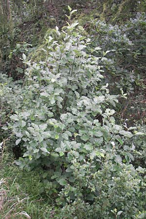 Sorbus pseudothuringiaca / Hersbruck Whitebeam, D Rheinhessen, Bornheim 31.5.2012