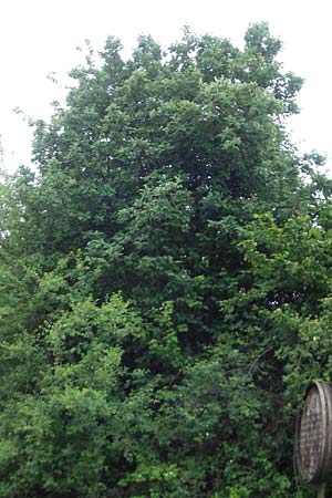 Sorbus pseudothuringiaca \ Hersbrucker Mehlbeere / Hersbruck Whitebeam, D Rheinhessen, Bornheim 31.5.2012